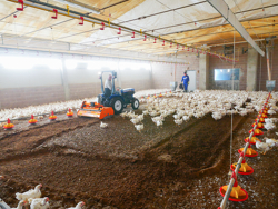 fræse til blanding af fjerkræ underlag pavo 140